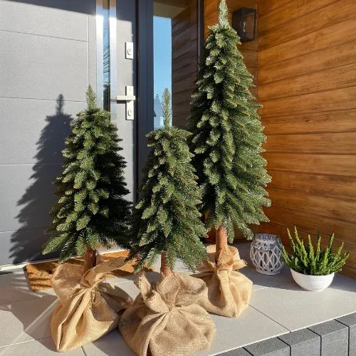 Choinka na pniu Świerk Górski