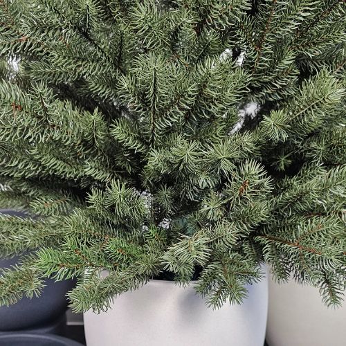 Igiełki choinki sztucznej Royal