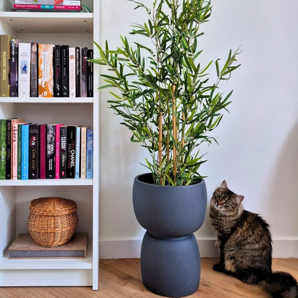 Donica Duala w salonie