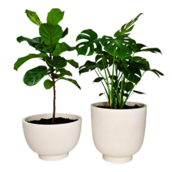 Donica na taras Vivo wys. 26 i 40 cm, kremowy, zestaw