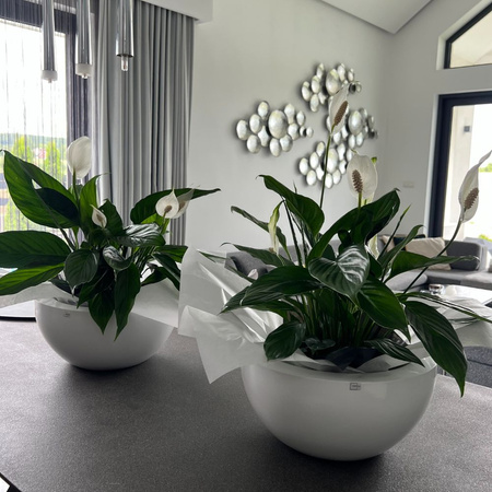 Niska donica misa w połysku Rondi wys. 18x37 cm, szary mat