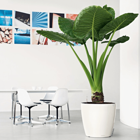 Okragła doniczka Lechuza Classico 46 cm, antracyt