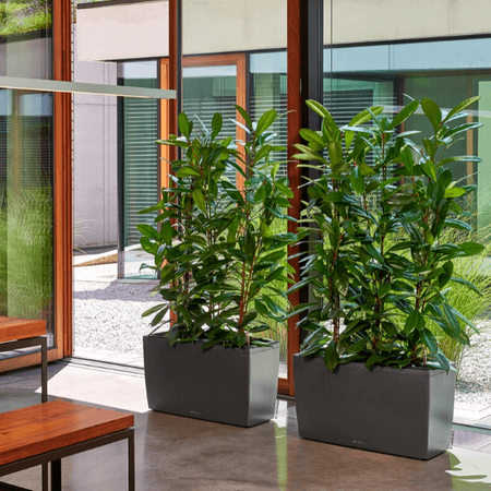 Podłużna prostokątna donica Lechuza Cararo wys. 43x75 cm, antracyt