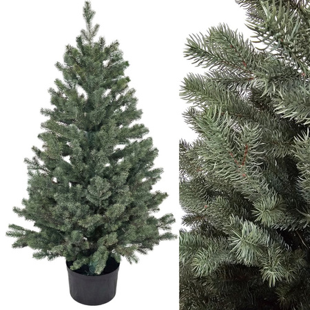 Choinka sztuczna w doniczce Świerk Royal 80 cm 100% PE bardzo gęsta