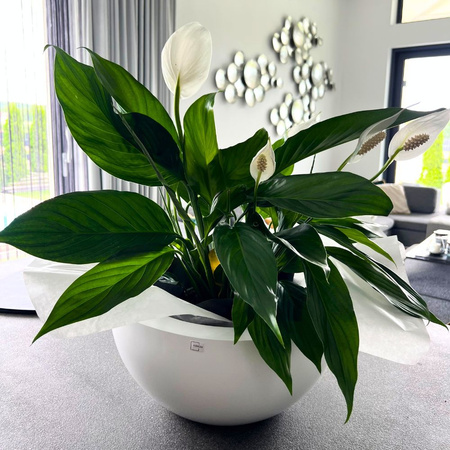 Niska donica misa w połysku Rondi wys. 18x37 cm, szary mat