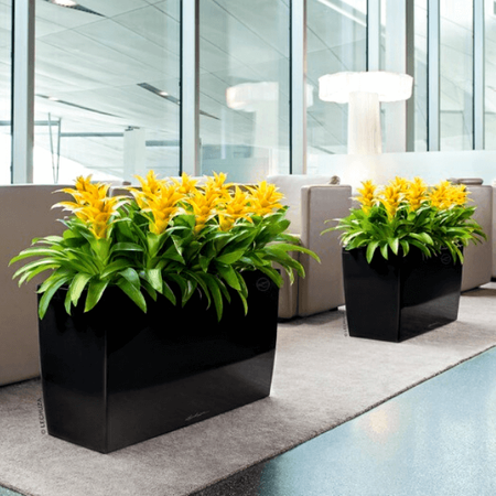 Podłużna prostokątna donica Lechuza Cararo wys. 43x75 cm, biała