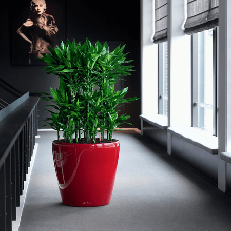 Duża donica  okrągła Lechuza Classico wys. 55x60 cm, biała