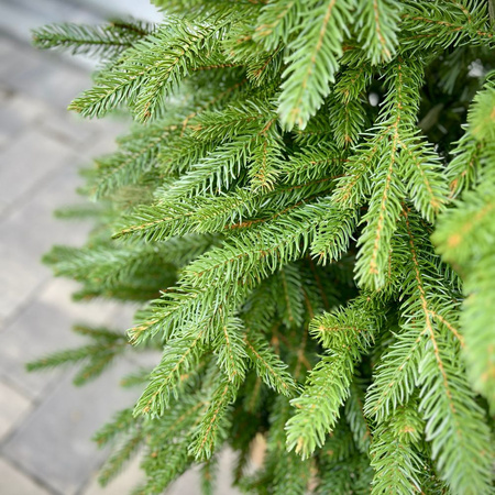 Choinka sztuczna w doniczce Świerk Aspen 110 cm 100% PE