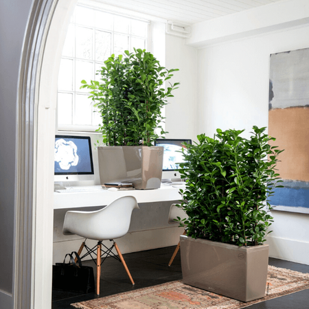 Podłużna prostokątna donica Lechuza Cararo wys. 43x75 cm, antracyt