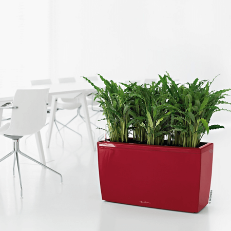 Podłużna prostokątna donica Lechuza Cararo wys. 43x75 cm, antracyt