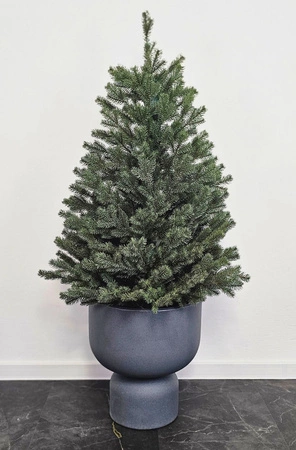 Choinka sztuczna w doniczce Świerk Royal 80 cm LIMITOWANA 100% PE