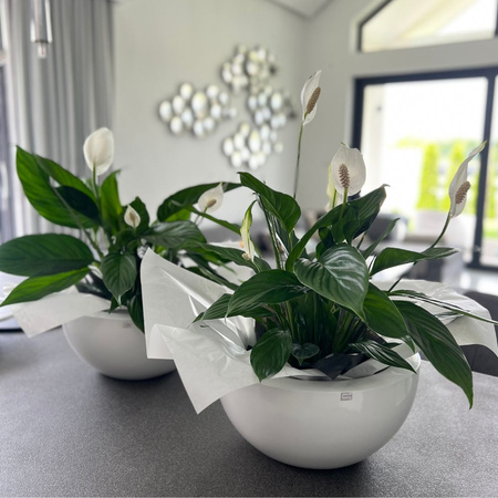 Niska donica misa w połysku Rondi wys. 18x37 cm, szary mat