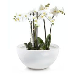 Niska donica misa w połysku Rondi wys. 18x37 cm, biała