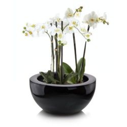 Niska donica misa w połysku Rondi wys. 32x60 cm, czarna