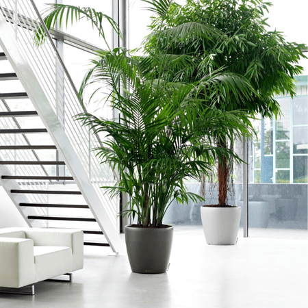 Okragła doniczka Lechuza Classico 46 cm, antracyt