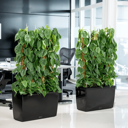 Podłużna prostokątna donica Lechuza Cararo wys. 43x75 cm, antracyt