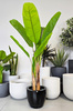 Sztuczna  roślina dekoracyjna - Bananowiec w doniczce wys. 160 cm