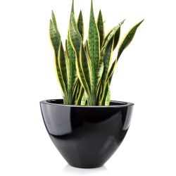 Owalna donica z włókna szklanego Elipsa wys. 35 x 56 x 28 cm, czarna