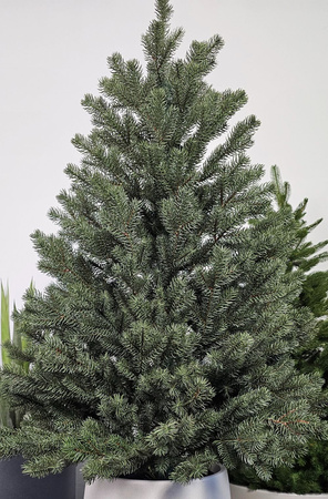 Choinka sztuczna w doniczce Świerk Royal 110 cm LIMITOWANA 100% PE