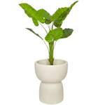 Donica do salonu Duala szeroka wys. 55x47 cm, kremowa