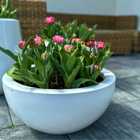 Niska donica misa w połysku Rondi wys. 18x37 cm, szary mat