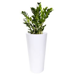 Wysoka donica z włókna szklanego Classic wys. 62 cm średnica 33 cm bez półki, biała